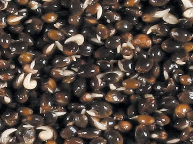 Hemp Seed